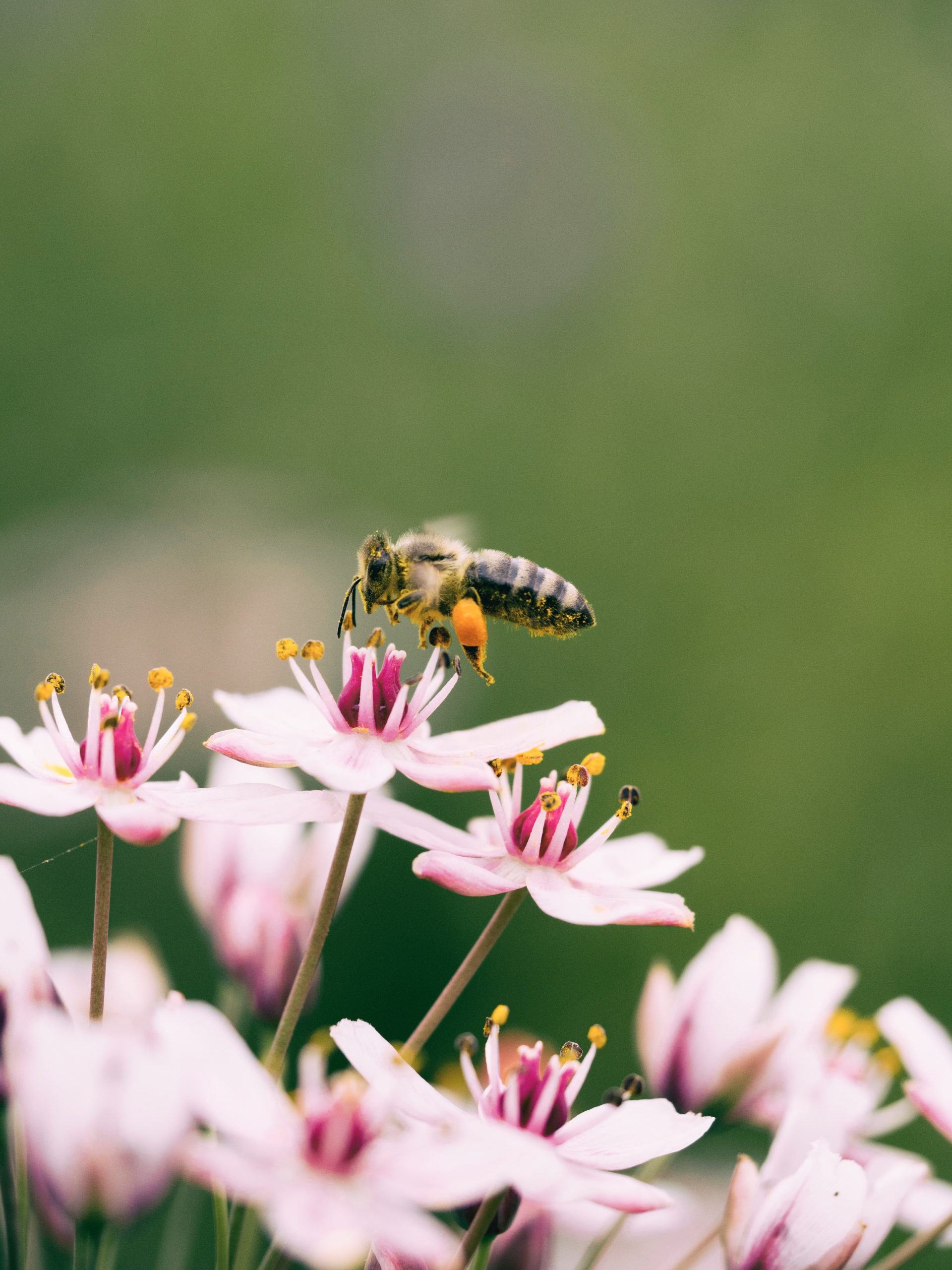 bee hovering above pink flowers
