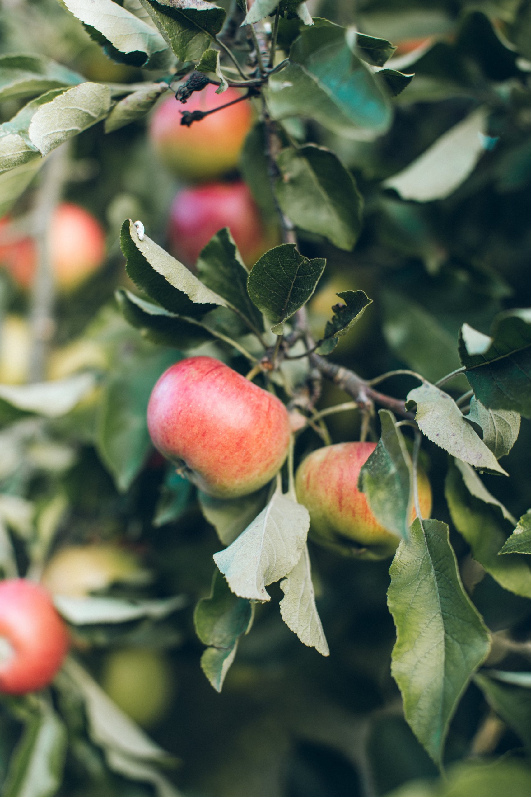 close up of apples on apple tree